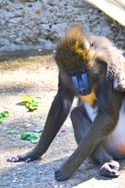 Macaco Babuíno Ambiente Natural Frente Vista Fragmento Desfocado Fundo — Fotografia de Stock