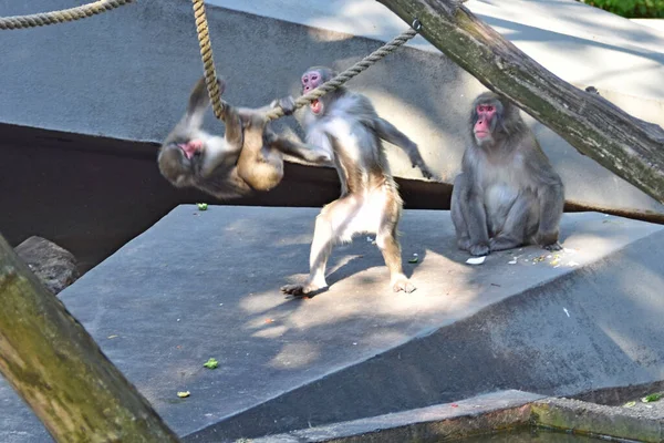 Macaque Famille Singes Enfants Parents Rôle Parental — Photo