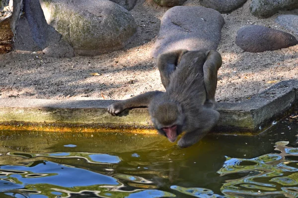 池の岸にいるマカクのサルは水面に映る姿を見て — ストック写真