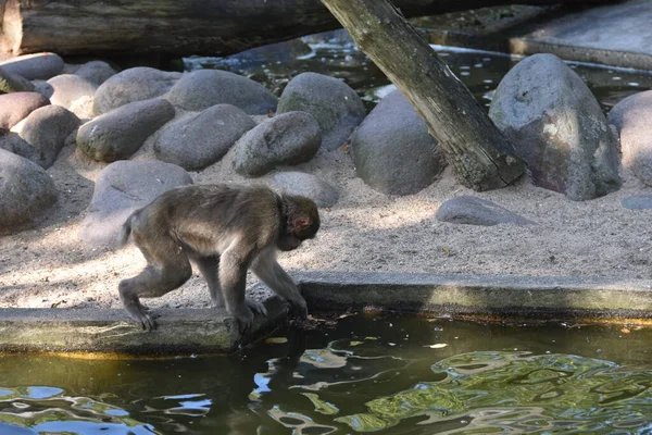 Macaco Macaco Margem Uma Lagoa Olha Para Água Seu Reflexo — Fotografia de Stock