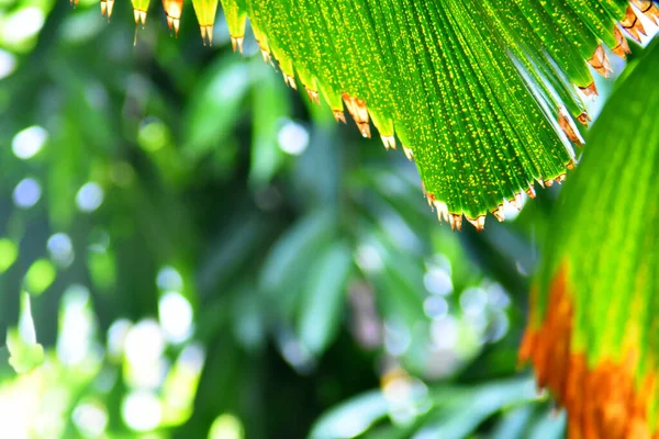 large green leaves of a tropical  plant lit by the sun