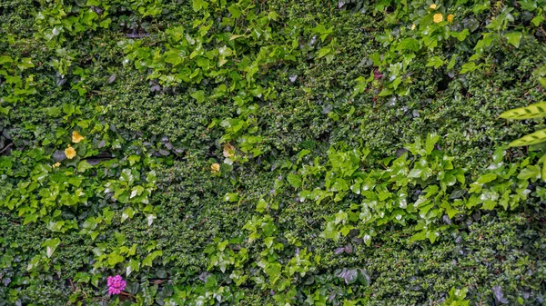 Grön Vägg Med Växter Vertikal Trädgårdsskötsel Stockfoto