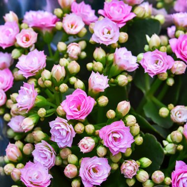 Yeşil yapraklı, çiçekli küçük güller ve tomurcuklar, tebrikler.