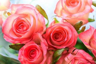 güller üst görünüm makro mercan rengi