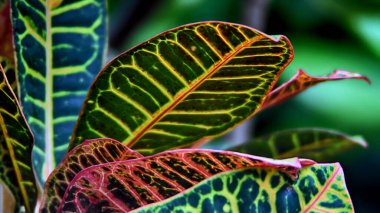 variegated spotted leaves of a tropical plant, Codiaeum, croton clipart