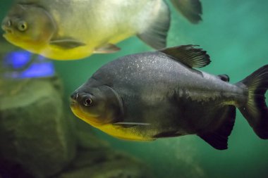 Suda yüzen balıklar, makro