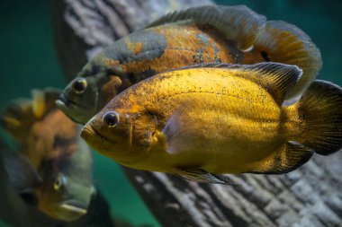 Suyun içinde yüzen iki balık, Astronotus ocellatus altın