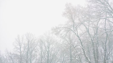 Karlı ağacın tepeleri sisli, beyaz bir zemin üzerinde, ılık kış, erime