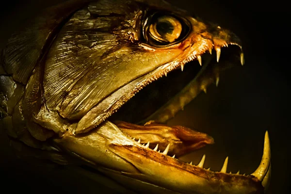 head of an ancient fossil fish with an open jaw and large teeth, blurred background