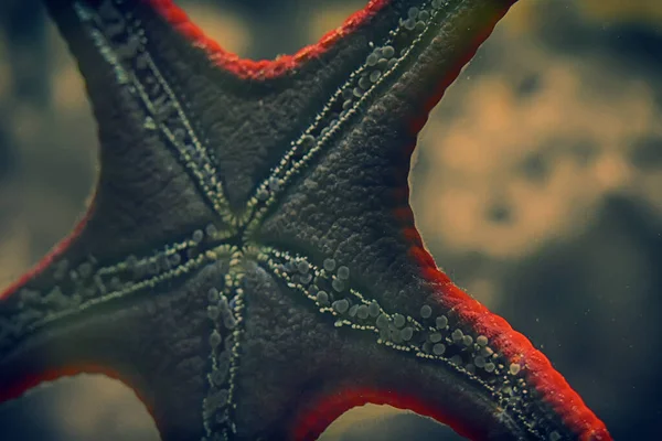 Bir Cam Parçasına Yapışmış Denizyıldızı — Stok fotoğraf
