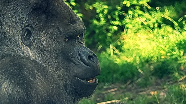 Gorille Noir Vue Côté Sur Fond Verdure Face Close — Photo