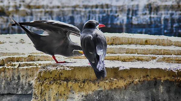 Twee Vogels Aan Kust Inca Tern — Stockfoto