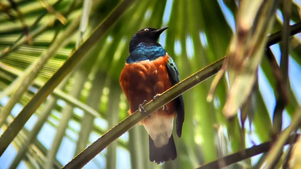 Vogel Met Rood Verenkleed Donkere Kop Rufous Bellied Niltava — Stockfoto