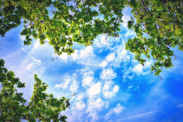 Groene Bomen Wolken Lucht Uitzicht Van Onderuit Rechtenvrije Stockafbeeldingen