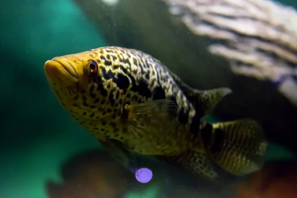 Vissen Zwemmen Het Water Jaguar Cichlid Rechtenvrije Stockfoto's