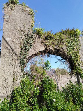 : Eski taş duvar Eski yıkıntı ve ağaç