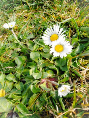  Bahçedeki papatya çiçeğini kapat.