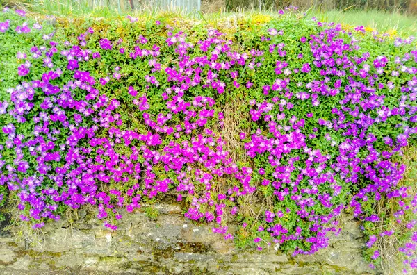 Pared Flores Púrpuras Arrastrándose — Foto de Stock