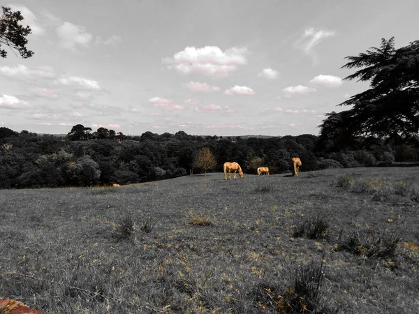 Dageraad Paarden Een Veld Killarney Ierland — Stockfoto