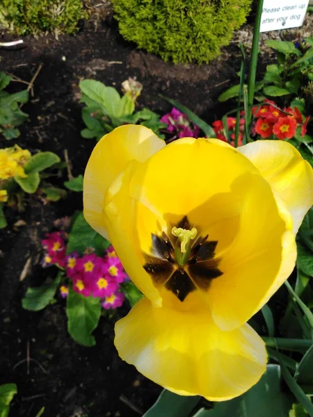 Yellow Flower Garden Colourful Primrose Pink Red Magenta — Stock Photo, Image