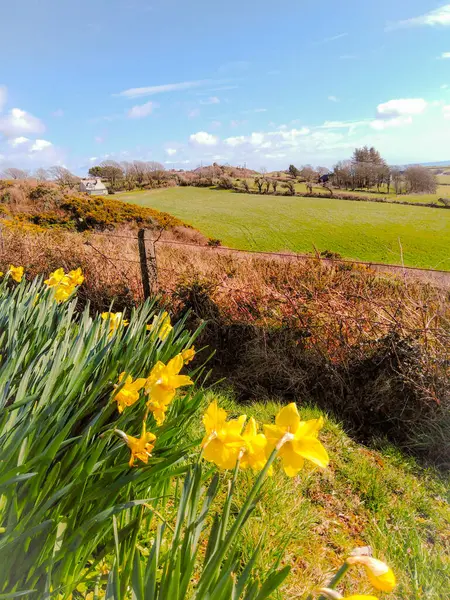 Veld Van Gele Bloemen Lente Narcissen Narcissen — Stockfoto