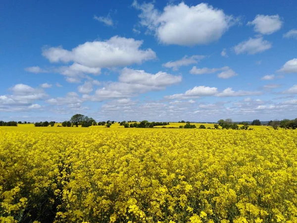 Campo Sementes Colza Panorâmica — Fotografia de Stock