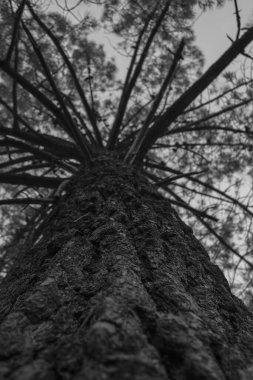 Çam sandığı aşağıdan görünüyor..