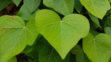 kalp şeklinde yeşil yaprak