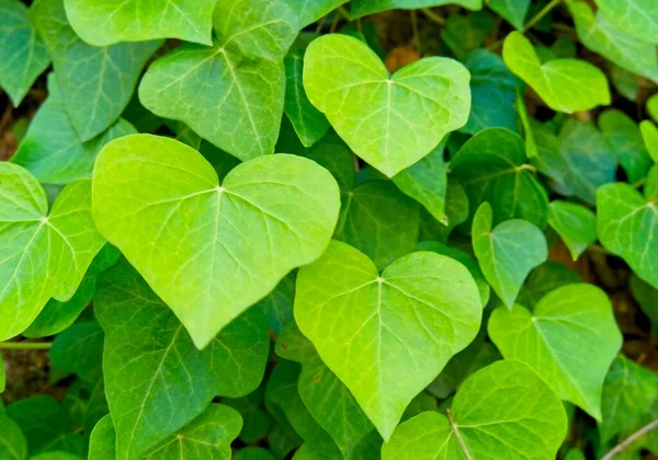 Background Heart Shaped Leaves Heart Shaped Green Leaves Climbing Vines — Stock Photo, Image