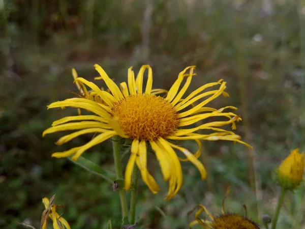 Κίτρινο Λουλούδι Λεπτά Κυματιστά Πέταλα Ανάμεσα Στο Πράσινο Γρασίδι Ένα — Φωτογραφία Αρχείου