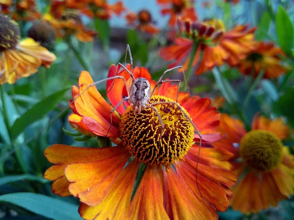 Egy Pók Hosszú Lábakkal Guggolva Egy Sárga Piros Gyönyörű Virág — Stock Fotó