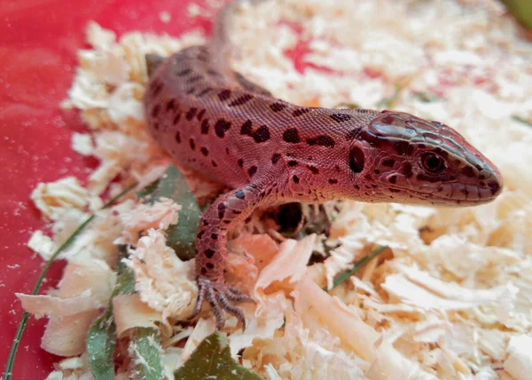 Olhar Lagarto Chão Vermelho Com Aparas Madeira Amarelas — Fotografia de Stock