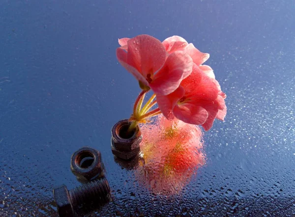 粉红花朵上的水滴和宏观照片中的镜子里反射出来的坚果 — 图库照片