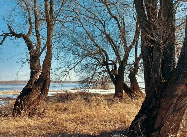 美しい空を背景に川沿いの古い踊りの木 — ストック写真