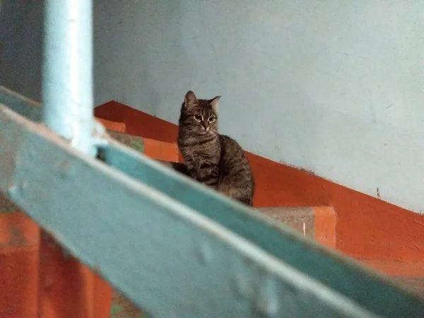 Gato Solitario Sienta Entrada Las Escaleras Mira Algún Lugar Distancia —  Fotos de Stock