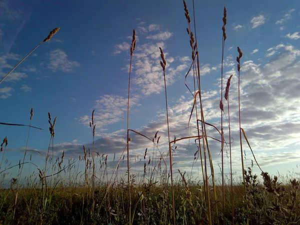 Underifrån Gräset Mot Bakgrund Vansinnigt Vacker Kväll Himmel Med Intressanta — Stockfoto