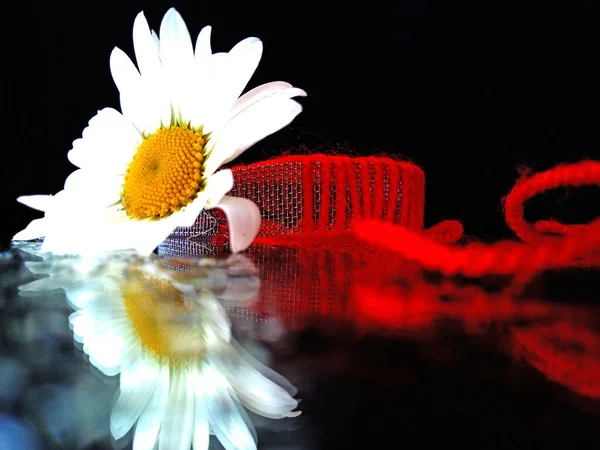 Kreative Komposition Einer Blume Mit Weißen Blütenblättern Metallnetz Und Rotem — Stockfoto