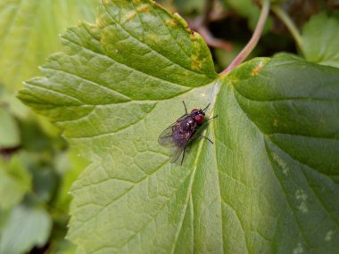 Sıcak ve güneşli bir günde yeşil bir yaprak üzerinde bir sinek geldi.