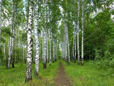 Güzel bir huş ağacının içinde yemyeşil yapraklar ve çimlerle dolu bir patika.