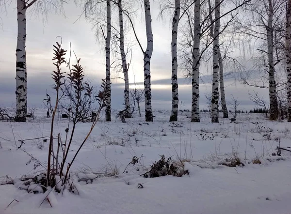 Ряд Изящных Берез Против Красивого Утреннего Неба Зимой — стоковое фото