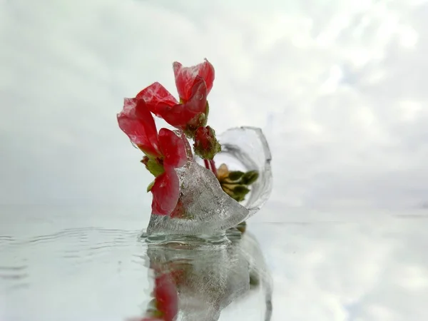 Креативная Макрофотография Красным Цветком Холодным Льдом Фоне Серого Неба Отражениями — стоковое фото