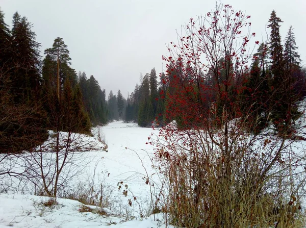 beautiful landscape with red mountain ash on the background of a frozen pond and forest on a winter snow day