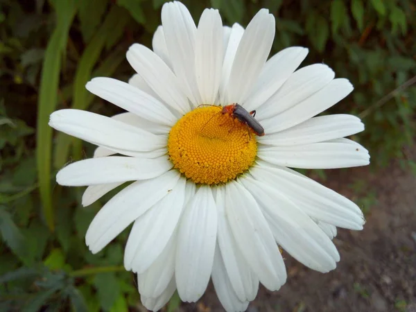 Sur Une Belle Couleur Jaune Avec Délicats Pétales Blancs Trouve — Photo