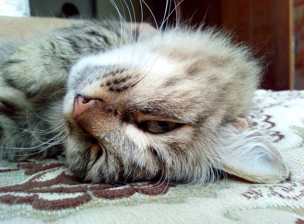 Carino Bello Gatto Una Sedia Divertente Volto Girato Guarda Tutto — Foto Stock