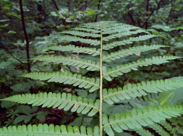 Hoja Verde Modelada Helecho Que Crece Bosque — Foto de Stock