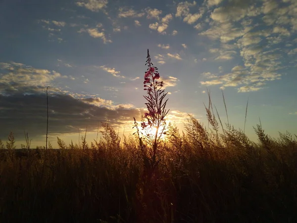 Jasne Promienie Wieczornego Słońca Zachodzie Słońca Przechodzą Przez Kwiat Trawę — Zdjęcie stockowe
