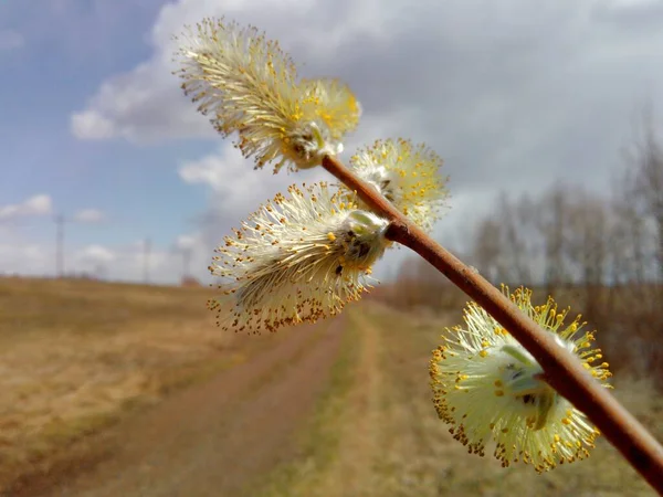 Makro Fotoğraflarda Yol Kenarında Tomurcukları Olan Güzel Tüylü Bir Bahar — Stok fotoğraf