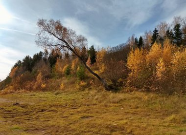 Yerden kopup yükselmeye çalışan bir ağaç.