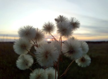 Akşamları gün batımının arka planında kabarık beyaz çiçekler.