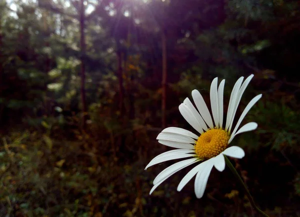 Lonely Flower Dark Forest — Stock Photo, Image
